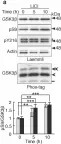 Fig.3.A showing Western Blotting from the publication: In vivo regulation of glycogen synthase kinase 3β activity in neurons and brains.