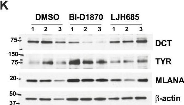 Fig.2.K showing Western Blotting in a Homo sapiens (Human) sample from the publication: Mitochondrial signatures shape phenotype switching and apoptosis in response to PLK1 inhibitors.