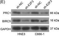 Fig.4.E showing Western Blotting in a Homo sapiens (Human) sample from the publication: E2F3 renders an immunosuppressive tumor microenvironment in nasopharyngeal carcinoma: Involvements of the transcription activation of PRC1 and BIRC5.