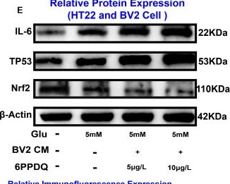 Fig.8.E showing Western Blotting from the publication: 6PPDQ Exposure Exacerbates Seizure-Induced Neuronal Damage via the TP53/Nrf2 Axis: An Integrated Strategy Combining Network Toxicology and Experimental Validation.