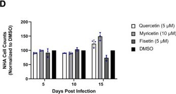 Fig.6.D from the publication: Therapeutic potential of flavonols in the treatment of JCPyV.