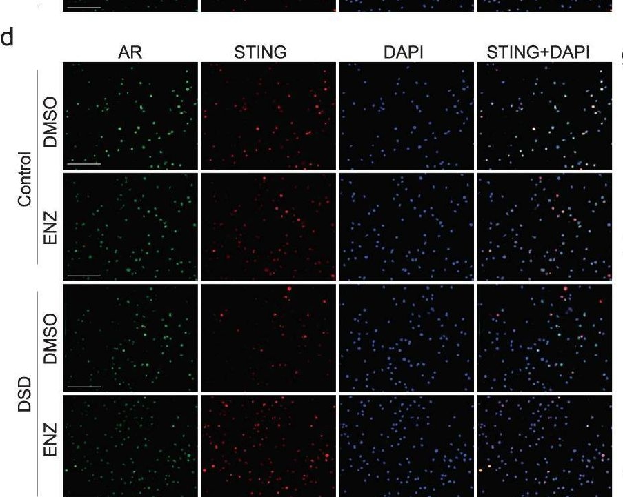 Fig.8.D showing Immunocytochemistry-immunofluorescence from the publication: Low androgen signaling rescues genome integrity with innate immune response by reducing fertility in humans.