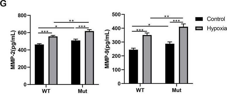 Fig.3.G showing Enzyme-linked immunosorbent assay from the publication: Low m6A modification-mediated upregulation of PLAC8 promotes trophoblast cell invasion and migration in preeclampsia.