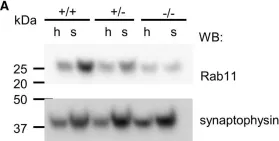 Fig.7.A showing Western Blotting from the publication: The BACE1-generated C-terminal fragment of the neural cell adhesion molecule 2 (NCAM2) promotes BACE1 targeting to Rab11-positive endosomes.