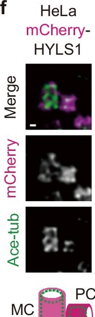 Fig.1.F showing Immunocytochemistry-immunofluorescence in a Homo sapiens (Human) sample from the publication: Molecular basis promoting centriole triplet microtubule assembly.