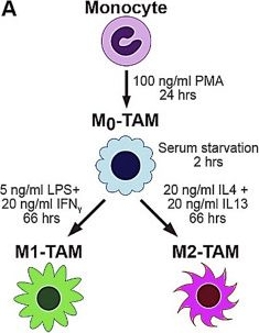 Fig.1.A from the publication: Reprogramming of breast tumor-associated macrophages with modulation of arginine metabolism.