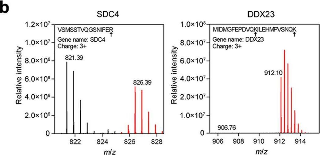 SDC4 antibodies - Antibody search engine - CiteAb