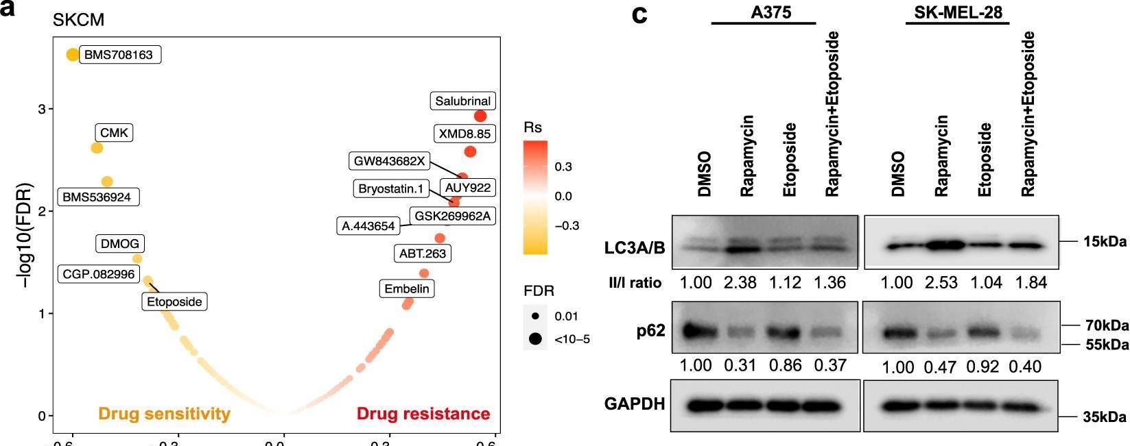 Fig.7.A from the publication: Multi-omics characterization of autophagy-related molecular features for therapeutic targeting of autophagy.