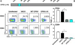 Fig.2.C showing Flow cytometry/Cell sorting in a Mus musculus (House mouse) sample from the publication: The secreted protein Cowpox Virus 14 contributes to viral virulence and immune evasion by engaging Fc-gamma-receptors.