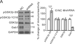Fig.8.A showing Western Blotting from the publication: Gab1 mediates PDGF signaling and is essential to oligodendrocyte differentiation and CNS myelination.