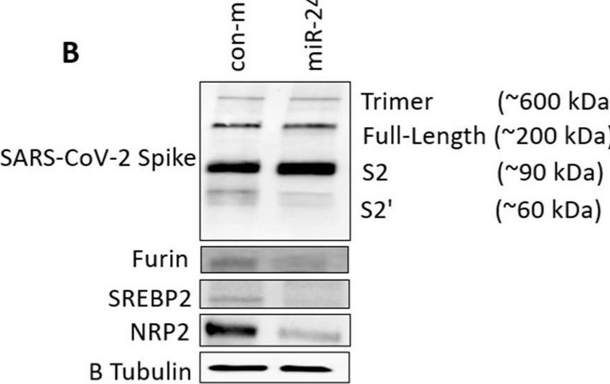 Fig.6.B showing Western Blotting in a Homo sapiens (Human) sample from the publication: miR-24-3p Is Antiviral Against SARS-CoV-2 by Downregulating Critical Host Entry Factors.