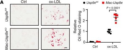 Fig.3.A showing Immunohistochemistry from the publication: Disruption of USP9X in macrophages promotes foam cell formation and atherosclerosis.
