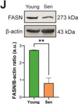 Fig.3.J showing Western Blotting in a Homo sapiens (Human) sample from the publication: Senescent Endothelial Cells Sustain Their Senescence-Associated Secretory Phenotype (SASP) through Enhanced Fatty Acid Oxidation.