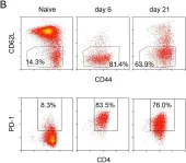 Fig.1.B showing Flow cytometry/Cell sorting from the publication: Long-term antigen exposure irreversibly modifies metabolic requirements for T cell function.