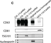 Fig.1.C showing Western Blotting from the publication: miRNA profiling of primate cervicovaginal lavage and extracellular vesicles reveals miR-186-5p as a potential antiretroviral factor in macrophages.