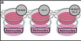 Fig.5.A from the publication: Non-cell autonomous downregulation of the purinergic receptor P2Y1R promotes neuroprotection after ischemic injury.