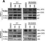 Fig.5.A showing Western Blotting in a Mus musculus (House mouse) sample from the publication: The Cks1/Cks2 axis fine-tunes Mll1 expression and is crucial for MLL-rearranged leukaemia cell viability.