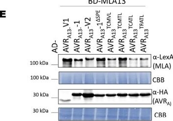 Fig.1.E showing Western Blotting in a Saccharomyces cerevisiae (Yeast) sample from the publication: A dominant-negative avirulence effector of the barley powdery mildew fungus provides mechanistic insight into barley MLA immune receptor activation.