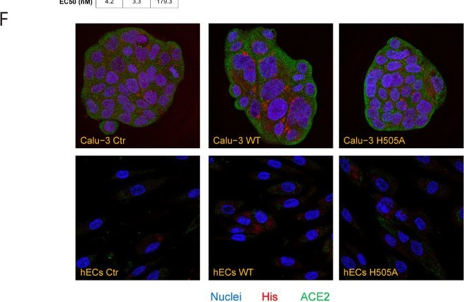 Fig.1.F showing Immunocytochemistry-immunofluorescence from the publication: Rationally Modified SARS-CoV-2 Spike Protein Impairs ACE2 Binding While Preserving Immunogenicity in Mice.