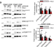 Fig.2.D showing Western Blotting from the publication: PD-1-induced T cell exhaustion is controlled by a Drp1-dependent mechanism.
