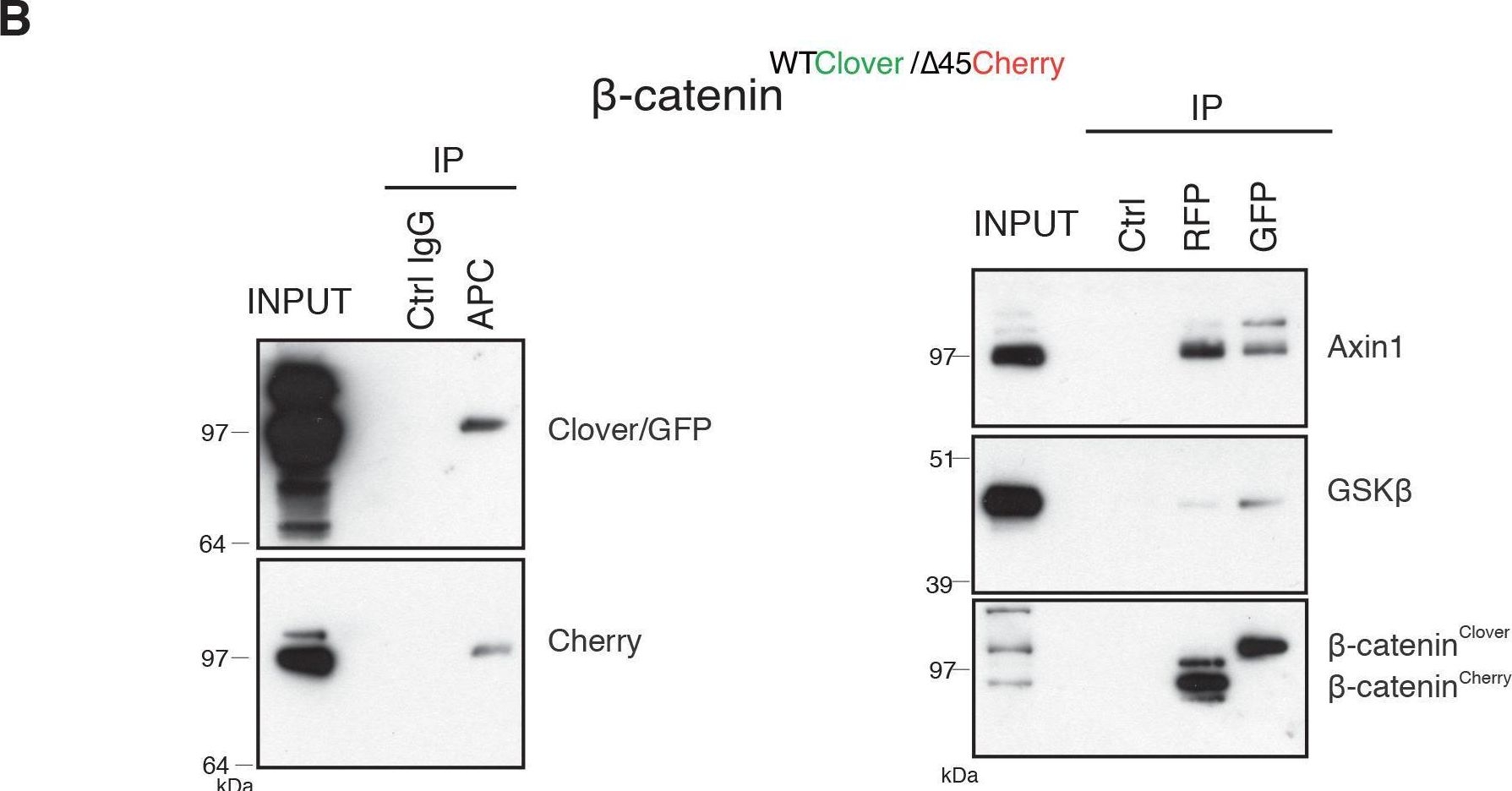 Fig.7.B showing Flow cytometry/Cell sorting in a Homo sapiens (Human) sample from the publication: Allele-specific endogenous tagging and quantitative analysis of β-catenin in colorectal cancer cells.