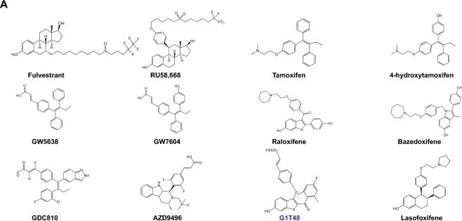 Fig.1.A from the publication: G1T48, an oral selective estrogen receptor degrader, and the CDK4/6 inhibitor lerociclib inhibit tumor growth in animal models of endocrine-resistant breast cancer.