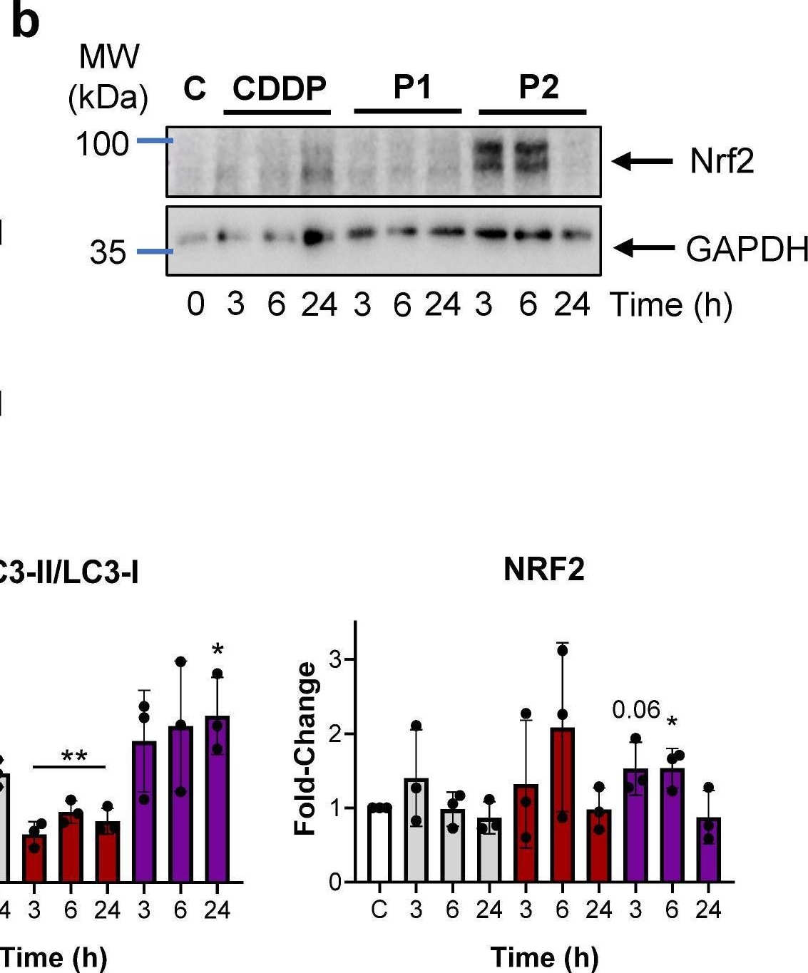 Fig.5.B showing Western Blotting in a Homo sapiens (Human) sample from the publication: Trans-[Pt(amine)Cl2(PPh3)] Complexes Target Mitochondria and Endoplasmic Reticulum in Gastric Cancer Cells.