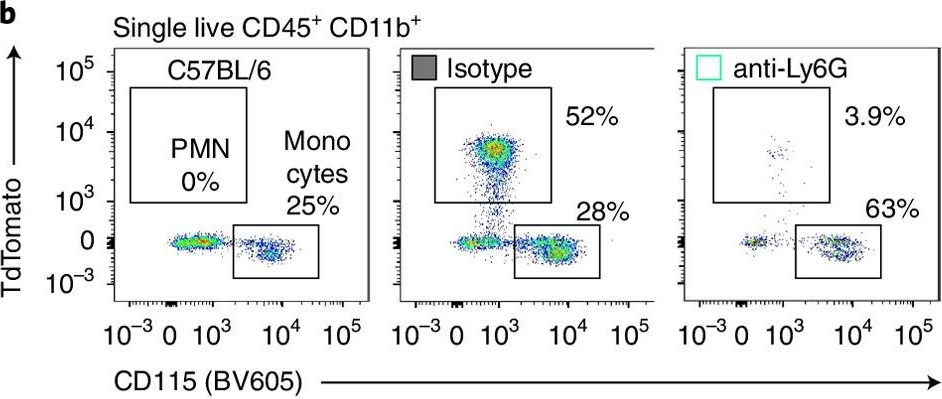 Fig.2.B showing Flow cytometry/Cell sorting in a Mus musculus (House mouse) sample from the publication: Neutrophils incite and macrophages avert electrical storm after myocardial infarction.