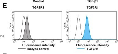 Fig.1.E showing Flow cytometry/Cell sorting from the publication: Epigenetic-metabolic coupling by SOX3/WDR5-SIRT5 signaling mediates the therapeutic effects of TGFβ-targeted exosomal nanoparticles in osteoarthritis.