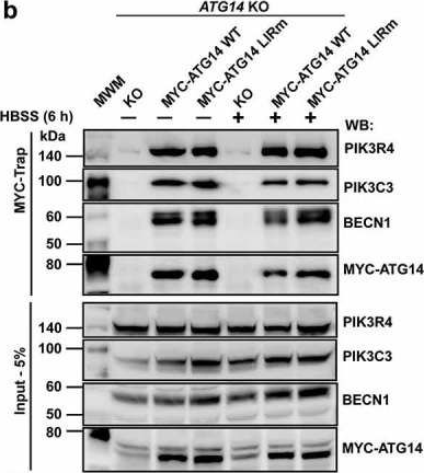Fig.7.B showing Western Blotting in a Homo sapiens (Human) sample from the publication: Members of the autophagy class III phosphatidylinositol 3-kinase complex I interact with GABARAP and GABARAPL1 via LIR motifs.