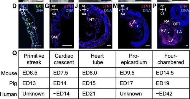 Fig.1.D showing Immunohistochemistry-immunofluorescence from the publication: Recapitulating porcine cardiac development in vitro: from expanded potential stem cell to embryo culture models.