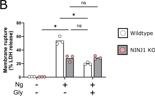 Fig.1.B from the publication: Glycine inhibits NINJ1 membrane clustering to suppress plasma membrane rupture in cell death.