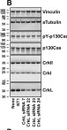 Fig.2.B showing Western Blotting from the publication: Quantitative assessment of glioblastoma phenotypes in vitro establishes cell migration as a robust readout of Crk and CrkL activity.