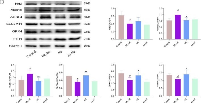 Fig.9.D showing Western Blotting from the publication: Artemisia scoparia extract inhibits oxidative stress and ferroptosis to ameliorate MASH through AGE-RAGE and JAK1-STAT3 signaling.