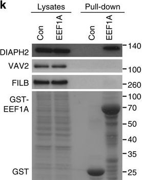 Fig.6.K showing Western Blotting in a Homo sapiens (Human) sample from the publication: Defining functional interactions during biogenesis of epithelial junctions.