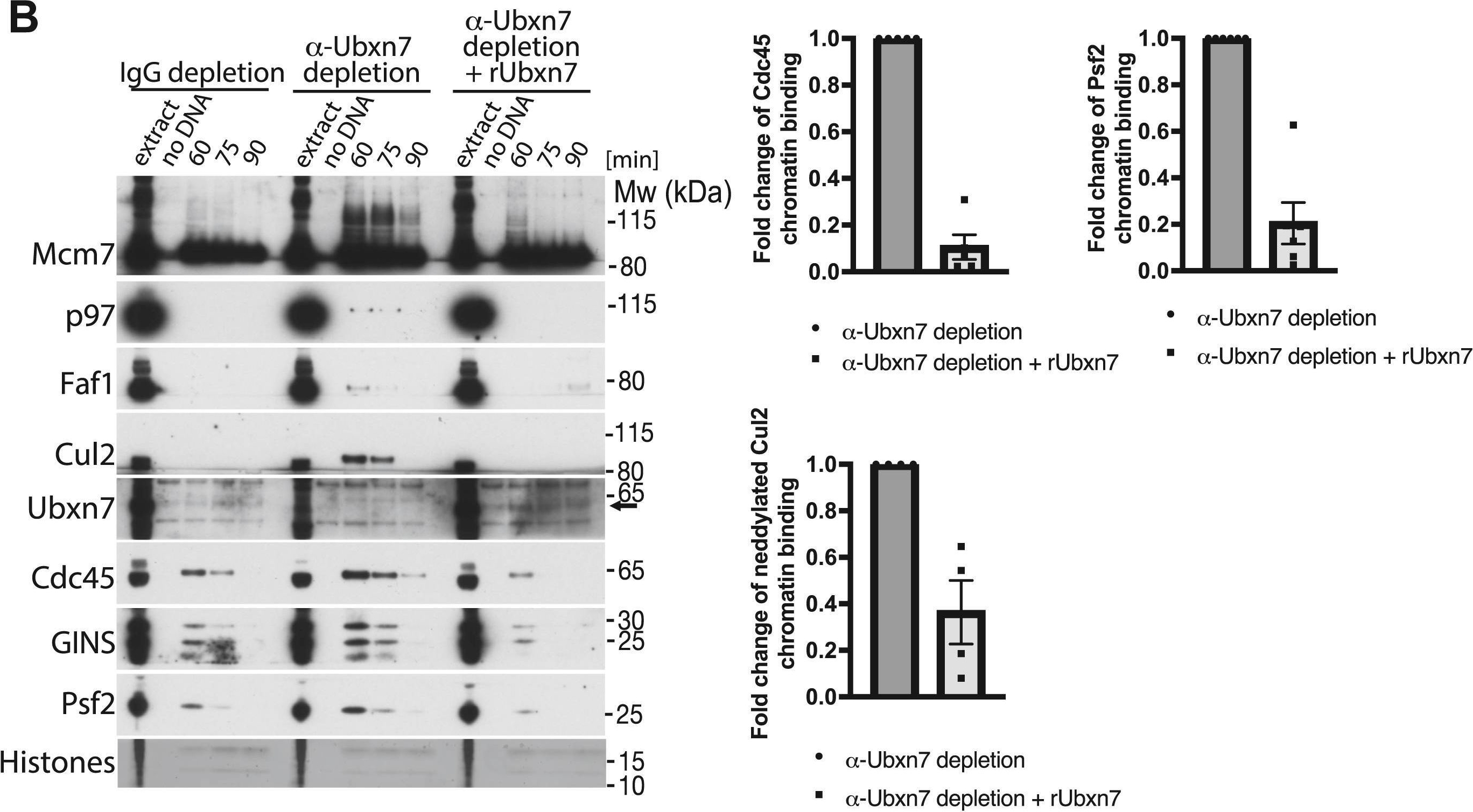 The p97 segregase cofactor Ubxn7 facilitates replisome disassembly during S-phase.