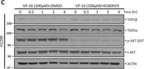 Fig.2.C showing Western Blotting in a Homo sapiens (Human) sample from the publication: ATM inhibitor KU60019 synergistically sensitizes lung cancer cells to topoisomerase II poisons by multiple mechanisms.
