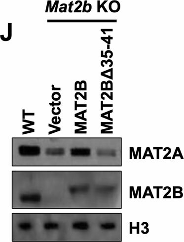 Fig.1.J showing Western Blotting in a Homo sapiens (Human) sample from the publication: MAT2B regulates the protein level of MAT2A to preserve RNA N6-methyladenosine.