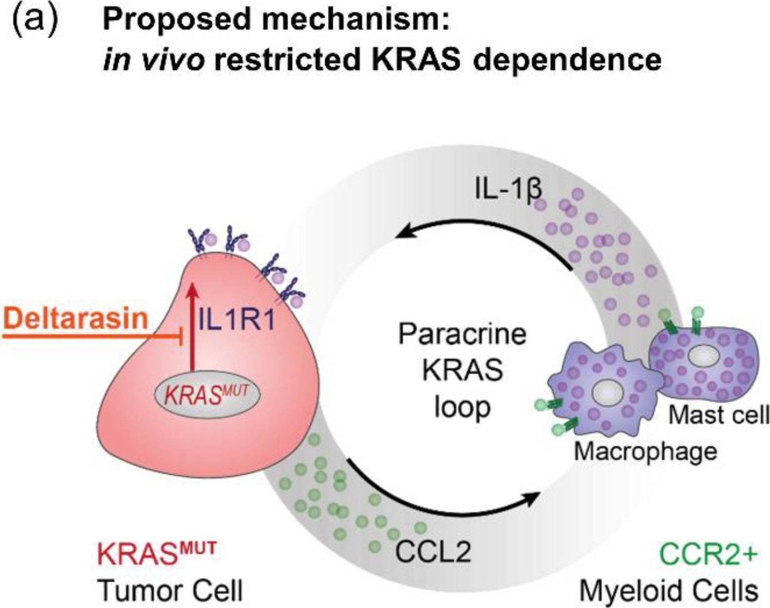 Fig.5.A from the publication: An In Vivo Inflammatory Loop Potentiates KRAS Blockade.
