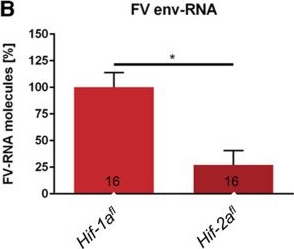 Fig.2.B from the publication: Reduced vacuolar ATPase protects mice from Friend virus infection - an unintended but instructive effect in Hif-2afl mice.
