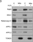 Fig.9.D showing Western Blotting from the publication: Rab5 and Alsin regulate stress-activated cytoprotective signaling on mitochondria.