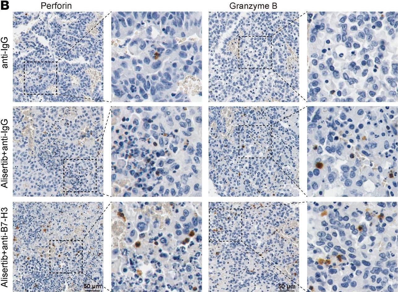 Fig.9.B showing Immunohistochemistry in a Mus musculus (House mouse) sample from the publication: The AURKA inhibitor alters the immune microenvironment and enhances targeting B7-H3 immunotherapy in glioblastoma.