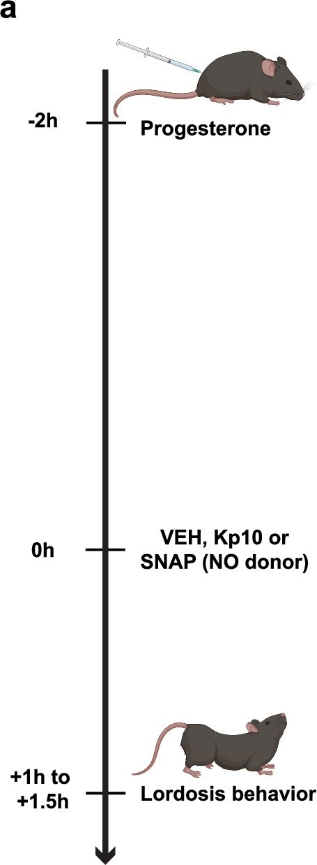 Fig.9.A from the publication: Stress during pubertal development affects female sociosexual behavior in mice.