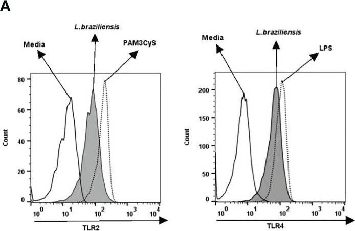 Fig.1.A showing Flow cytometry/Cell sorting in a Homo sapiens (Human) sample from the publication: Blockade of TLR2 and TLR4 Attenuates Inflammatory Response and Parasite Load in Cutaneous Leishmaniasis.