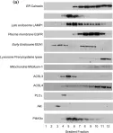 Fig.2.A showing Western Blotting in a Homo sapiens (Human) sample from the publication: The endogenous subcellular localisations of the long chain fatty acid-activating enzymes ACSL3 and ACSL4 in sarcoma and breast cancer cells.