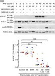 Fig.6.A showing Western Blotting from the publication: Arachidonic acid, a clinically adverse mediator in the ovarian cancer microenvironment, impairs JAK-STAT signaling in macrophages by perturbing lipid raft structures.