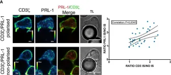 Fig.2.A showing Immunocytochemistry-immunofluorescence from the publication: Phosphatase of Regenerating Liver-1 (PRL-1) Regulates Actin Dynamics During Immunological Synapse Assembly and T Cell Effector Function.