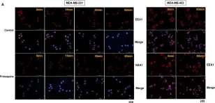 Fig.2.A showing Immunocytochemistry-immunofluorescence from the publication: Primaquine Inhibits the Endosomal Trafficking and Nuclear Localization of EGFR and Induces the Apoptosis of Breast Cancer Cells by Nuclear EGFR/Stat3-Mediated c-Myc Downregulation.