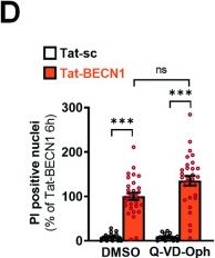 Fig.2.D from the publication: Neuronal autosis is Na+/K+-ATPase alpha 3-dependent and involved in hypoxic-ischemic neuronal death.