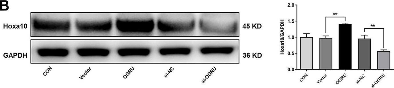 Fig.7.B showing Western Blotting in a Mus musculus (House mouse) sample from the publication: Bone-targeted lncRNA OGRU alleviates unloading-induced bone loss via miR-320-3p/Hoxa10 axis.